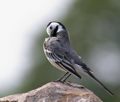 White Wagtail, male