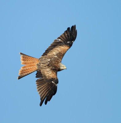 Red Kite, ad.