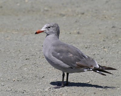 Herrmann's Gull, non breeding