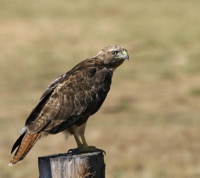 Red-tailed Hawk