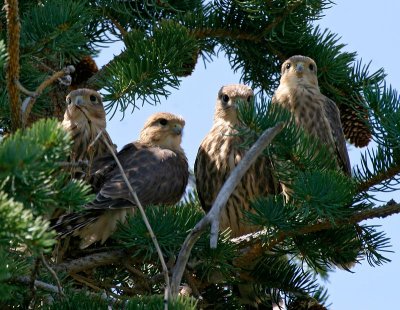 Merlin, youngsters