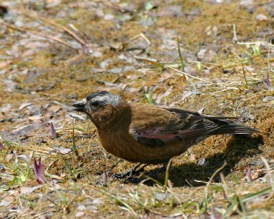 Gray-crowned Rosy-finch, male