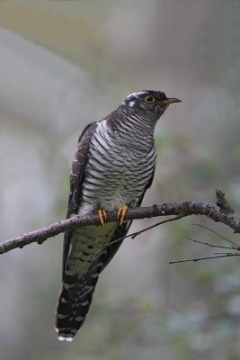 Common Cuckoo, juv.