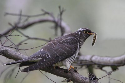Common Cuckoo with pray, juv.