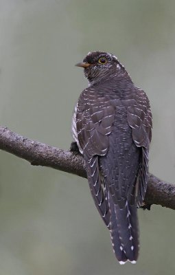 Common Cuckoo, juv.