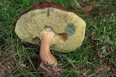 Brunsopp, (Boletus badius)