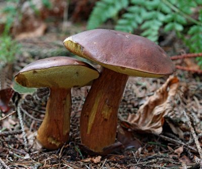 Brunsopp, (Boletus badius)