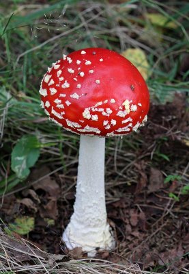 Röd Flugsvamp, (Amanita muscaria)