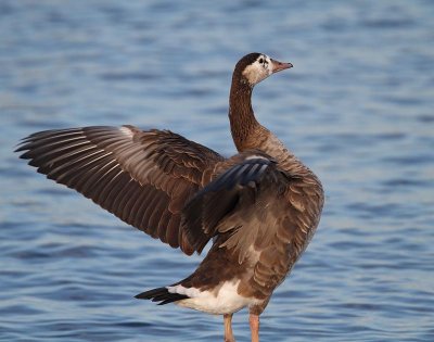 Canada Goose x Greylag Goose