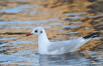 Black-headed Gull, adult, winter