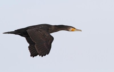 Great Cormorant,  juvenile