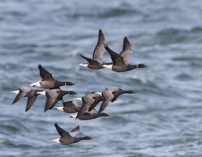 Brent Geese, migrating