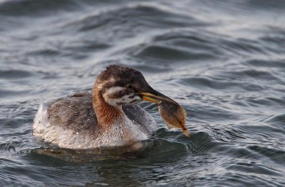 Red-necked Grebe, juv. with pray