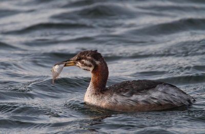 Red-necked Grebe, juv. with pray