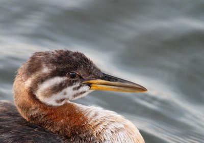 Red-necked Grebe, juv.