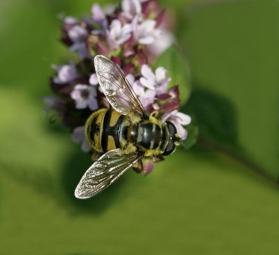 Dödskallefluga, (Myathropa florea)