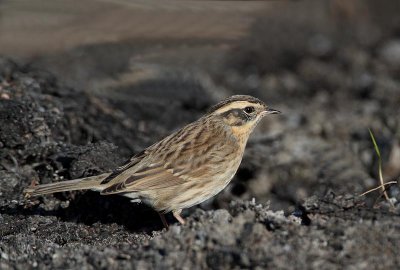 Black-throated Accentor,  juvenile