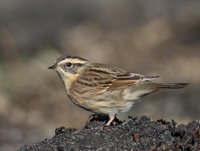 Black-throated Accentor,  juvenile