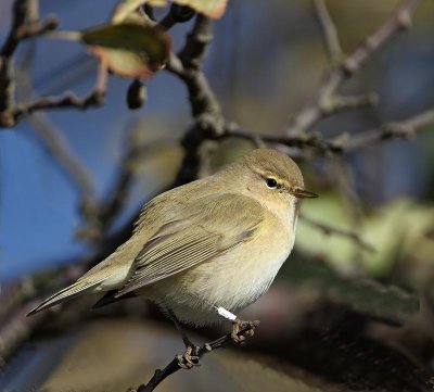 Common Chiffchaf, Gransngare