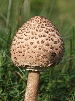 Stolt Fjällskivling, (Macrolepiota procera)