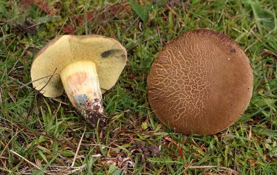Rutsopp, (Boletus pascuus)