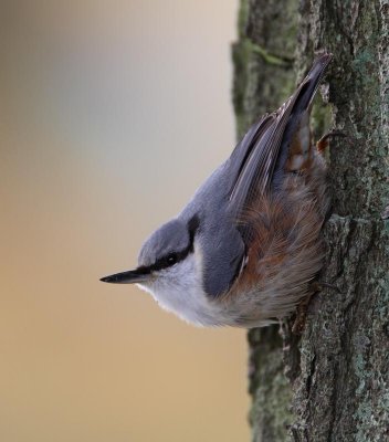 European Nuthatch