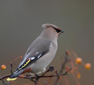 Bohemian Waxwing, male