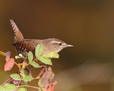 Northern Wren