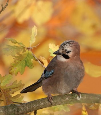 Eurasian Jay