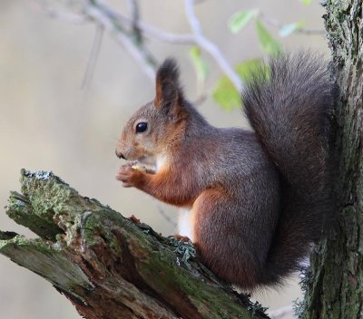 Eurasian Red Squirrel