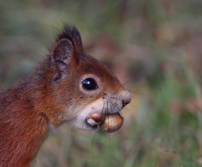 Eurasian Red Squirrel, with hazelnuts