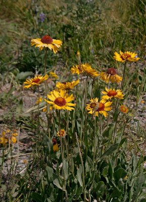 Gaillardia sp.
