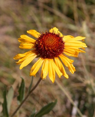 Gaillardia sp.