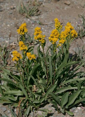 Unknown Asteraceae