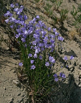 Campanula sp.