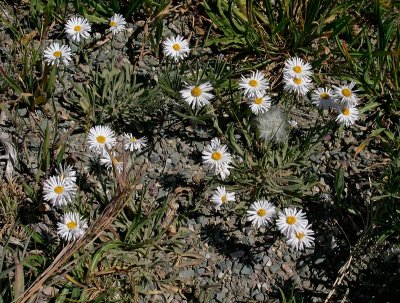 Unknown Asteraceae