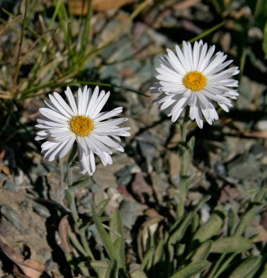 Unknown Asteraceae