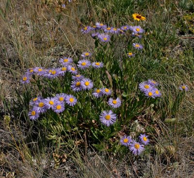 Unknown Asteraceae