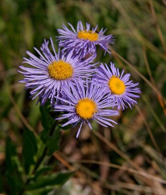 Unknown Asteraceae