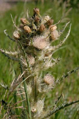 Thistle sp.