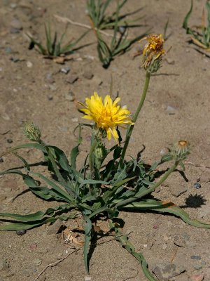 Unknown Asteraceae