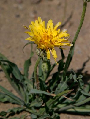 Unknown Asteraceae
