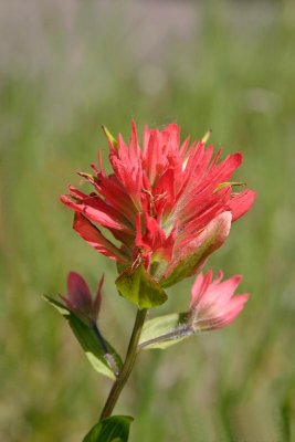 Red Indian Paintbrush