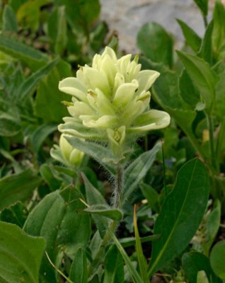 White Indian Paintbrush