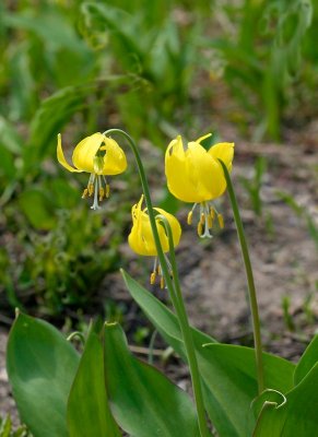 Yellow Glacier Lily