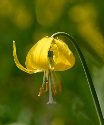 Yellow Glacier Lily
