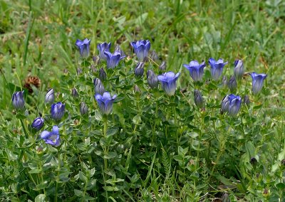 Gentiana sp.