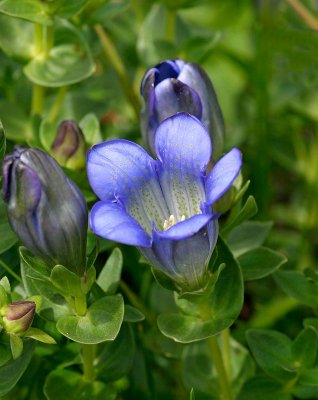 Gentiana sp.