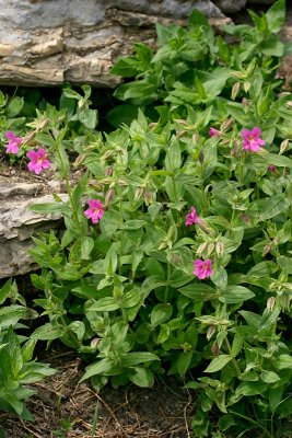 Lewis Monkeyflower