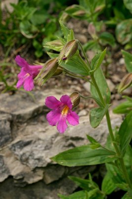Lewis Monkeyflower